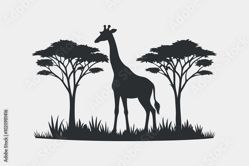 giraffe silhouette under acacia trees in african savanna landscape