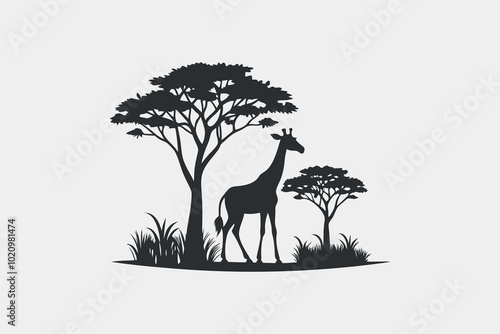 giraffe silhouette under acacia trees in african savanna landscape