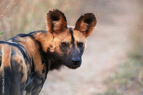 Konstfotografi Close up of the African wild dog