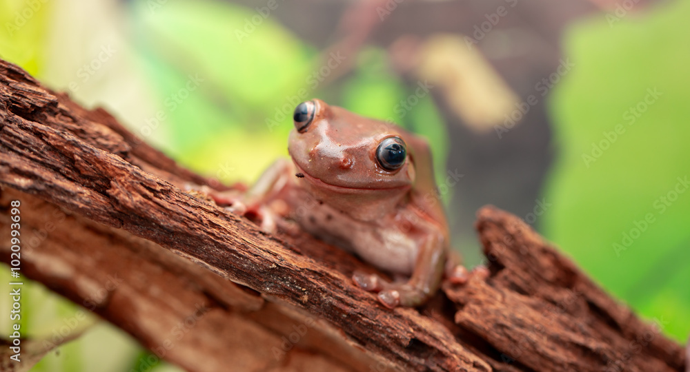 Obraz premium An Australian tree frog sits on the bark of a tree. The frog turns around and looks at the camera.