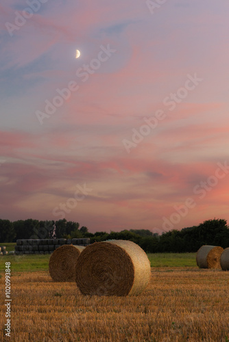 hay in the field at sunset