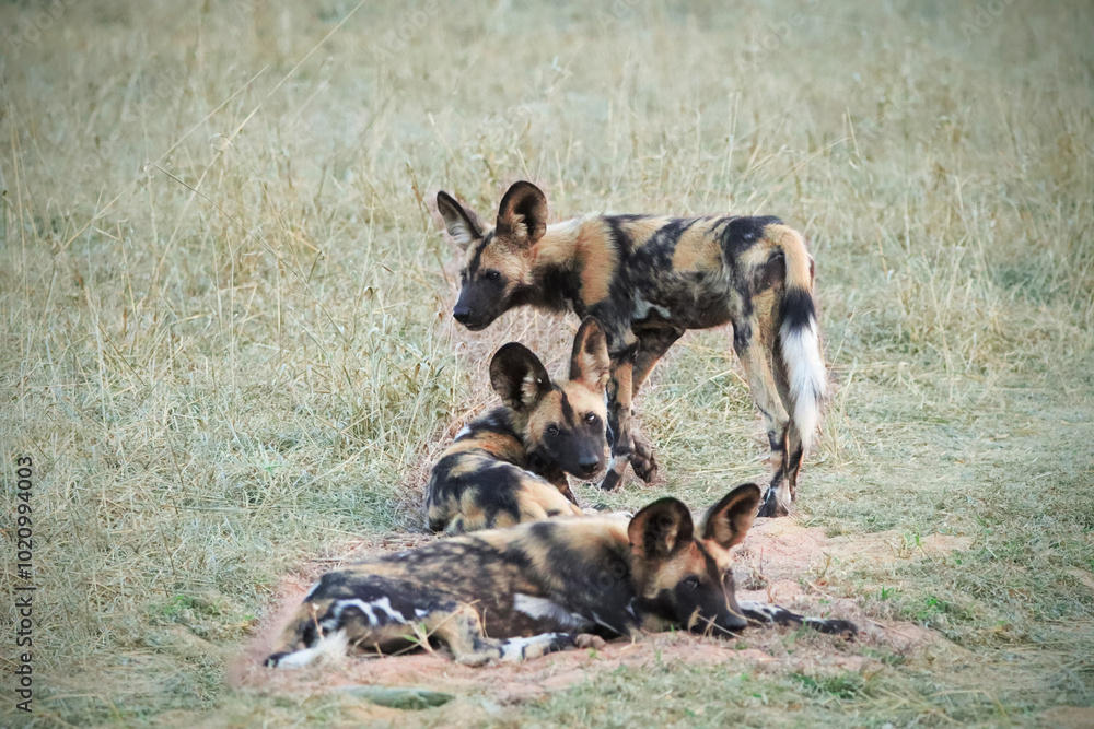 Obraz premium A pack of African wild dogs on the grass