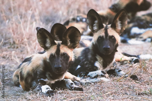 Photography A pack of African wild dogs on the grass