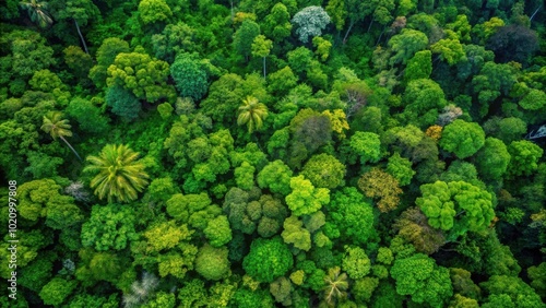 A Verdant Canopy of Lush Green Foliage Seen from Above