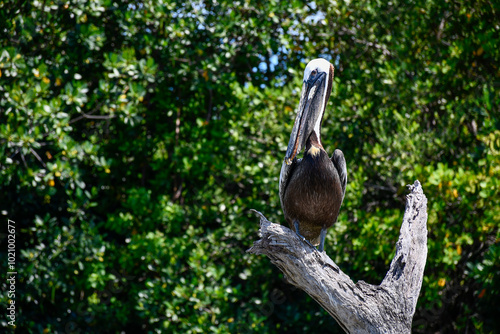 Pelican in the Thousand Islands Conservation Area in the Indian River Lagoon in Cocoa Beach, Brevard County, Florida. photo