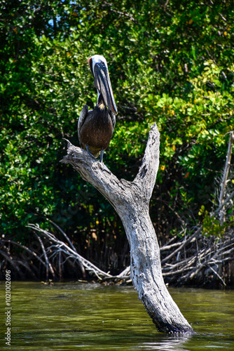 Pelican in the Thousand Islands Conservation Area in the Indian River Lagoon in Cocoa Beach, Brevard County, Florida. photo