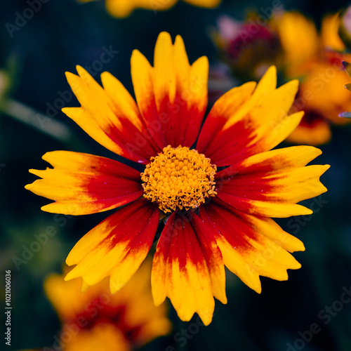 Close up of a tickseed flower. photo