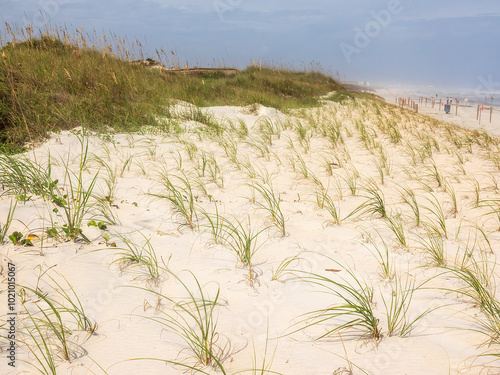 Dune grass (possible binomial names: Ammophila breviligulata, Distichlis spicata) planted to stabilize a dune in a restoration area along a public beach on a breezy fall day in northeast Florida