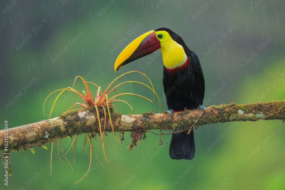Obraz premium Flying the yellow-throated toucan (Ramphastos ambiguus) is a species of bird in the family Ramphastidae, the toucans, toucanets, and aracaris. In flight. 4k resolution