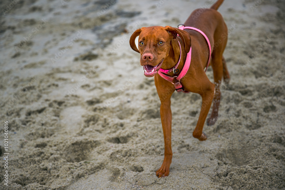 2024-09-21 A YOUNG VIZSLA DOG WEARING A PINK HARNESS WITH BRIGHT EYES WALKING ON THE SAND AT THE WINDANSEA BEACH IN LA JOLLA CALIFORNIA 2024-09-21 A YOUNG VIZSLA DOG WEARING A PINK HARNESS WITH BRIGHT EYES WALKING ON THE SAND AT THE WINDANSEA BEACH IN LA JOLLA CALIFORNIA