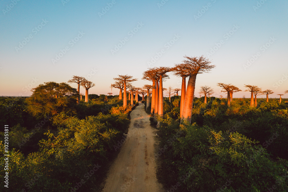 Madagascar - aerial view of baobab alley at sunrise Madagascar - aerial view of baobab alley at sunrise