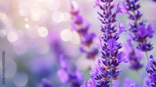 Vibrant lavender blossoms with soft bokeh effect create a serene and dreamy atmosphere.