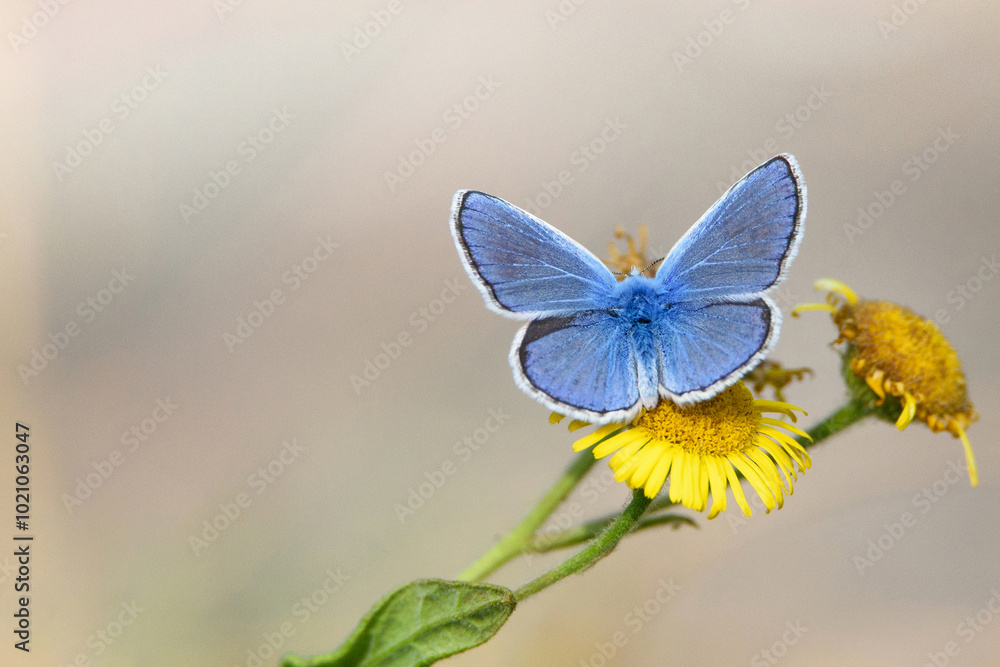Fototapeta premium Borboleta azul pousada em flor amarela