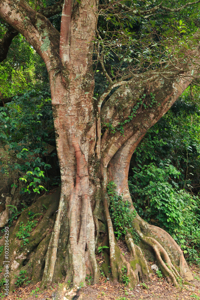 Tree with root spotted while climbing mountain to reach Kodaikanal Tree with root spotted while climbing mountain to reach Kodaikanal