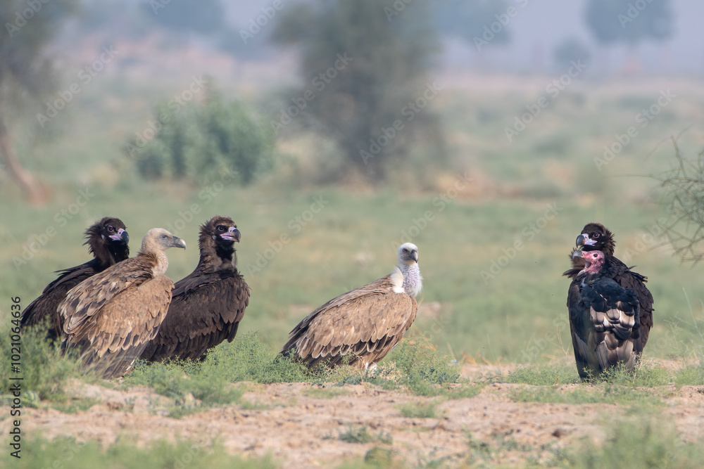Eurasian griffon vulture or Gyps fulvus at desert national park, Rajasthan,India Eurasian griffon vulture or Gyps fulvus at desert national park, Rajasthan,India