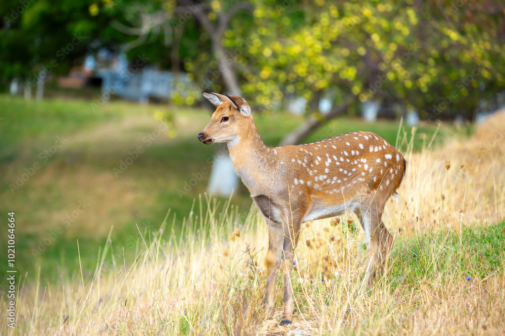 Beautiful sika deer in the autumn forest against the background of colorful foliage of trees. The deer looks to the sides and chews the grass. Fabulous forest autumn landscape with wild animals. Beautiful sika deer in the autumn forest against the background of colorful foliage of trees. The deer looks to the sides and chews the grass. Fabulous forest autumn landscape with wild animals.