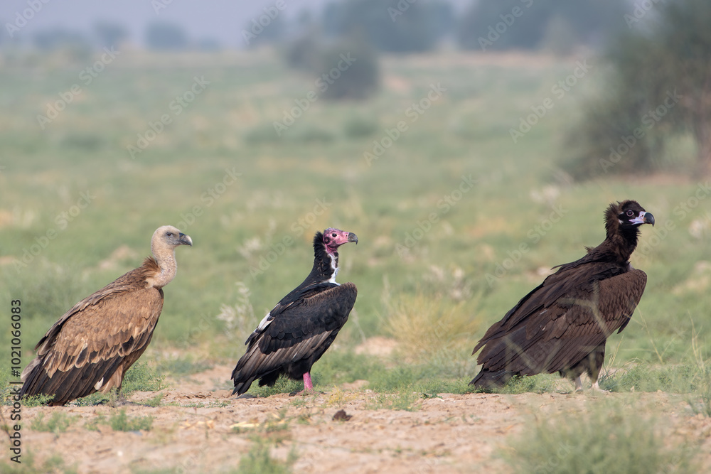 Eurasian griffon vulture or Gyps fulvus at desert national park, Rajasthan,India Eurasian griffon vulture or Gyps fulvus at desert national park, Rajasthan,India