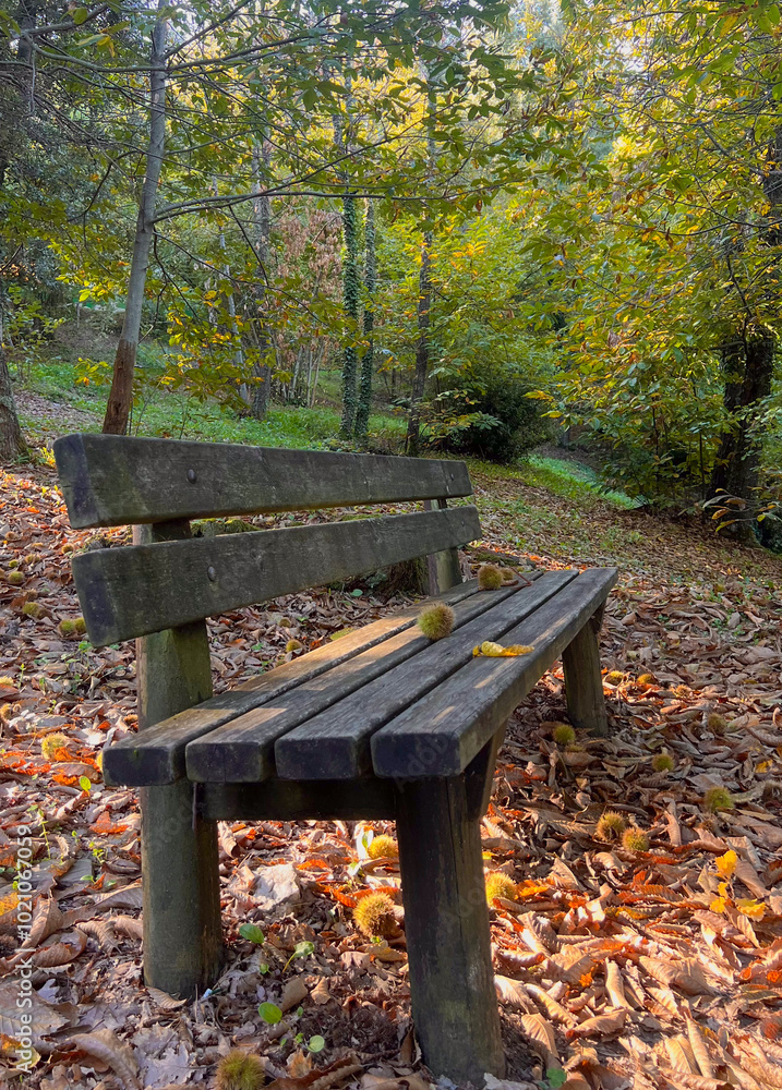 Empty bench is surrounded by fallen leaves during a sunny autumn day in the forest Empty bench is surrounded by fallen leaves during a sunny autumn day in the forest