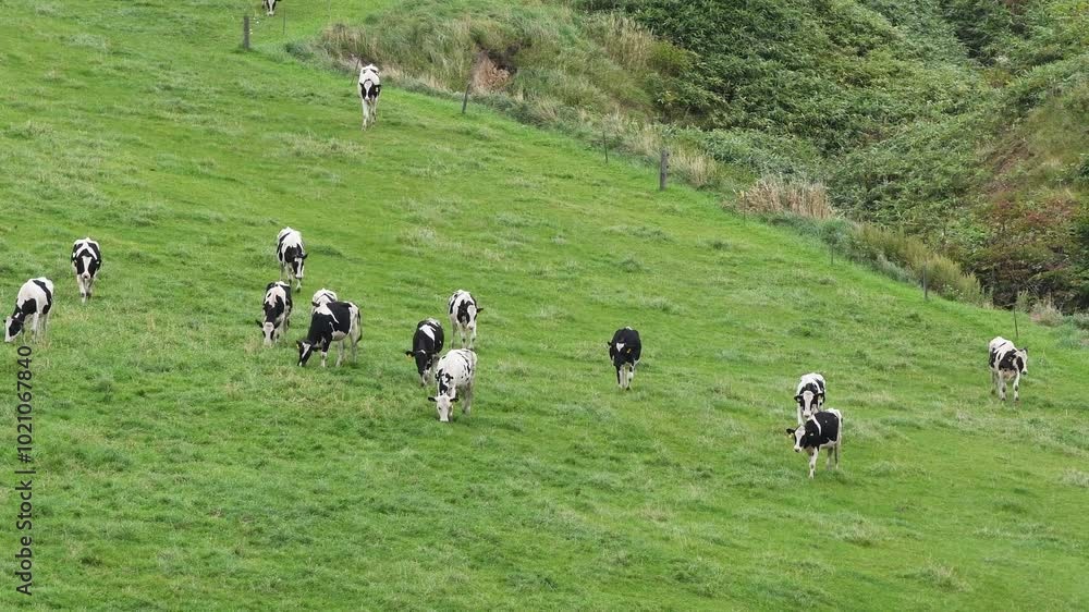 広大な牧場と放牧中の牛 北海道豊富町