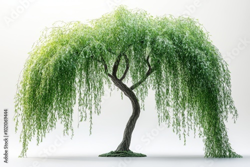weeping willow tree with long, drooping branches 