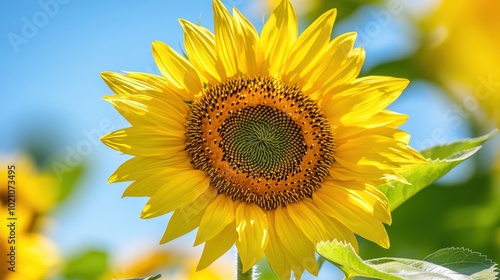 Bright sunflower blooming against a clear blue sky on a sunny day.