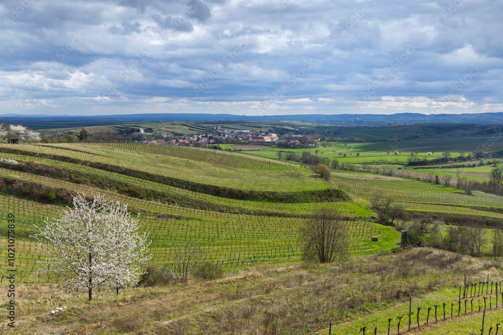Vineyards near Mailberg, Lower Austria, Austria Vineyards near Mailberg, Lower Austria, Austria