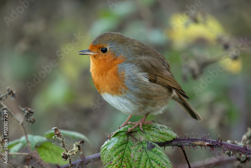 robin on a bramble branch christmas scene