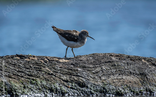 sandpiper young bird on a log