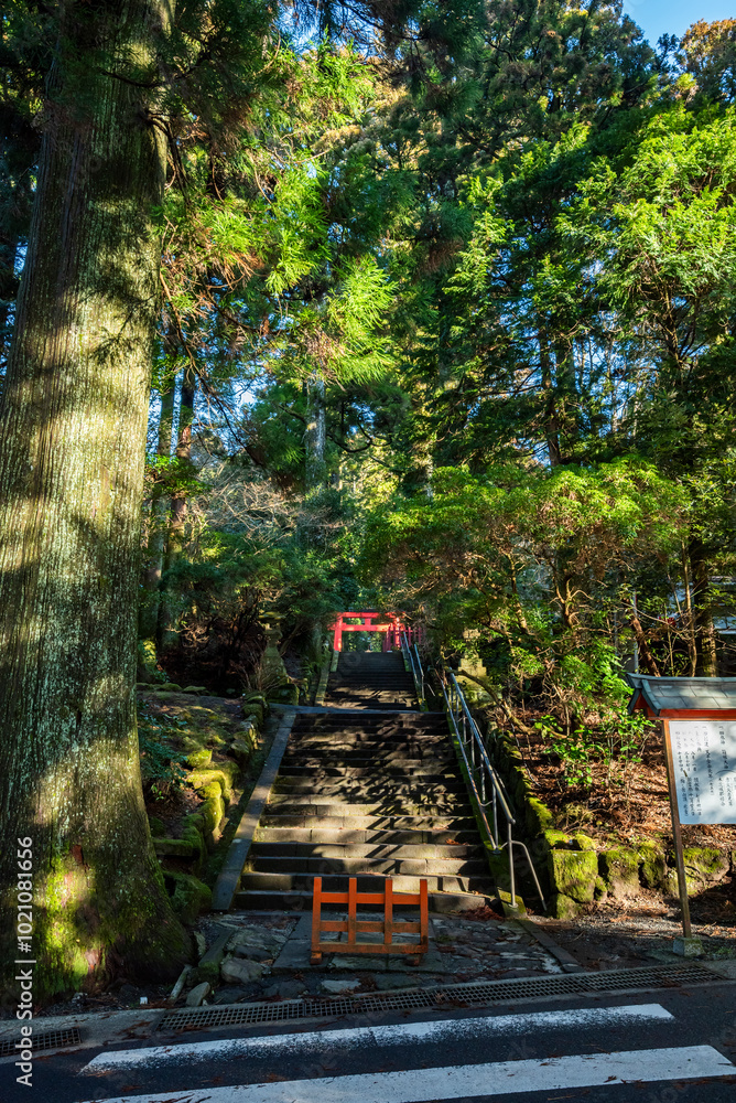 箱根神社へ続く参道 神奈川県箱根町 箱根神社へ続く参道 神奈川県箱根町