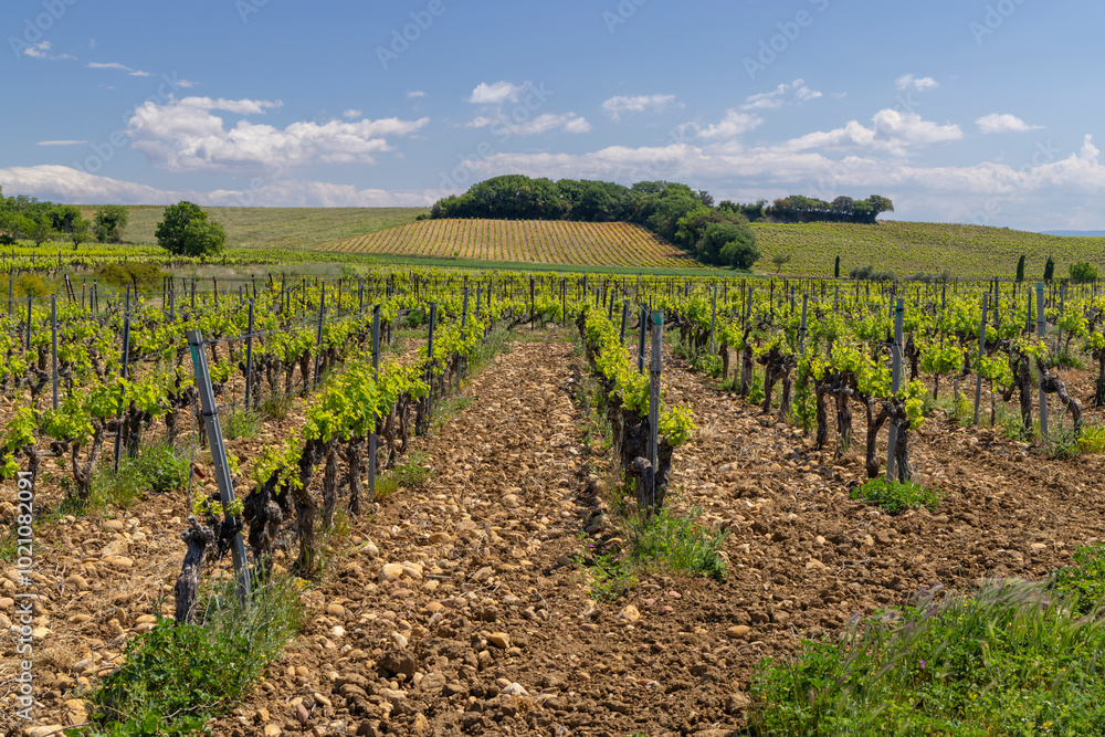 Typical vineyard with stones near Chateauneuf-du-Pape, Cotes du Rhone, France Typical vineyard with stones near Chateauneuf-du-Pape, Cotes du Rhone, France