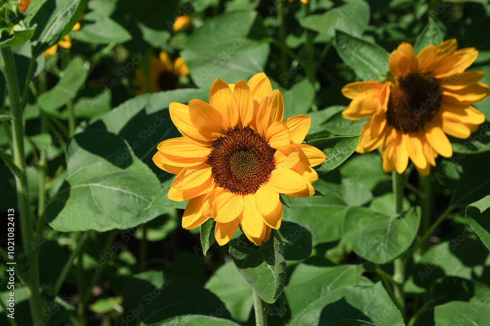Obraz premium Sunflowers blooming in the park