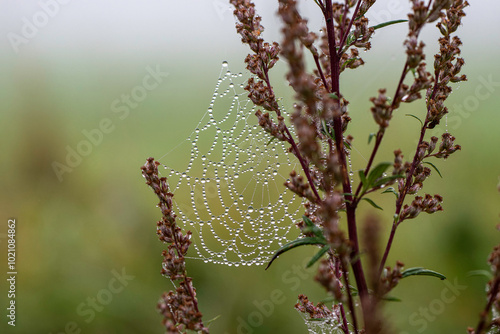 großes Spinnennetz im Nebel mit aufgereihten Wassertropfen photo