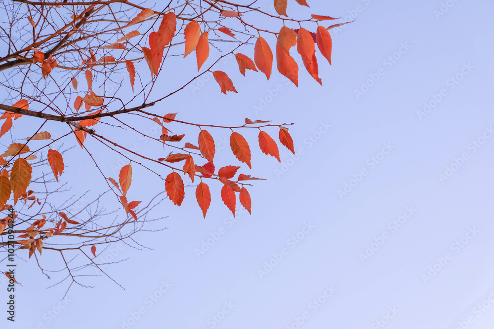 Red leaves and artistic tree branches on blue sky in autumn, South Korea Red leaves and artistic tree branches on blue sky in autumn, South Korea