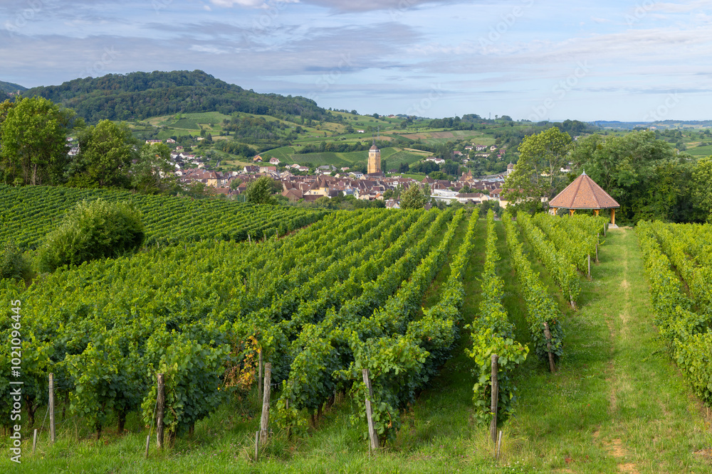 Vineyards with Arbois town, Department Jura, Franche-Comte, France Vineyards with Arbois town, Department Jura, Franche-Comte, France