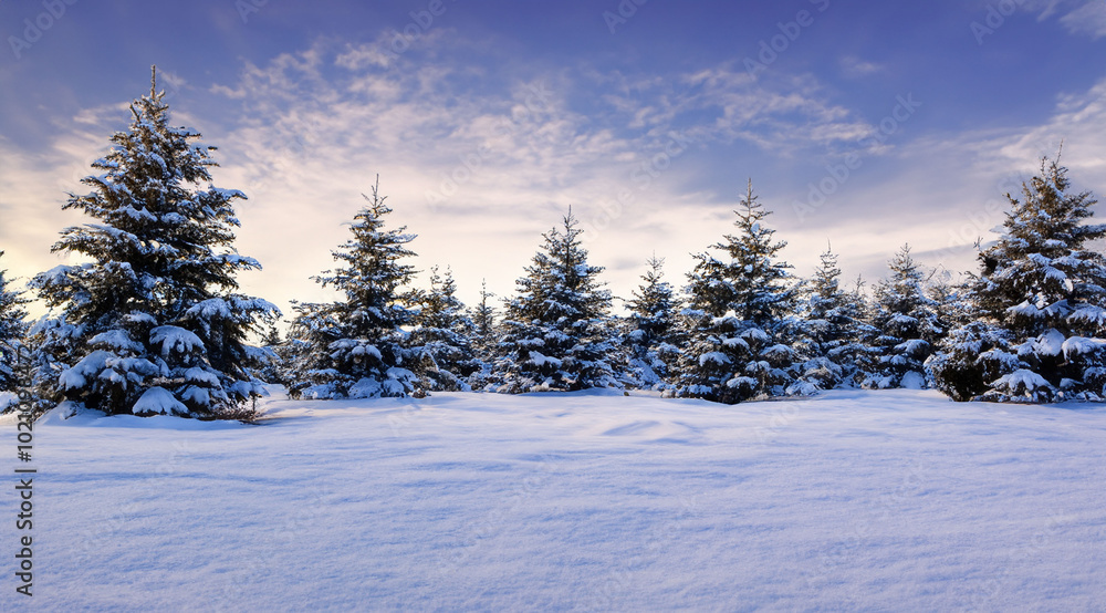 winter forest landscape with snow clouds white Christmas beauty of nature background texture winter forest landscape with snow clouds white Christmas beauty of nature background texture