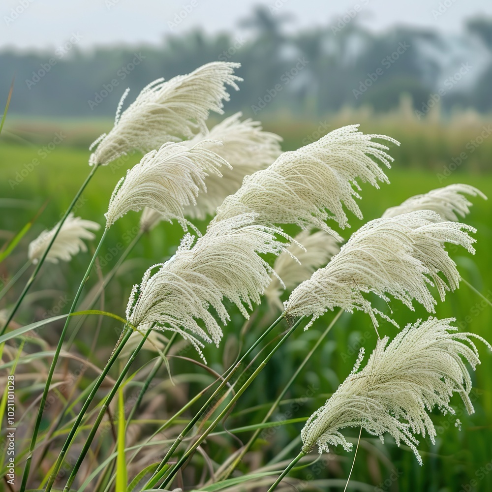 White Kash Flower Or Wild Sugarcane Or Kans Grass Swaying In Wind White Kash Flower Or Wild Sugarcane Or Kans Grass Swaying In Wind