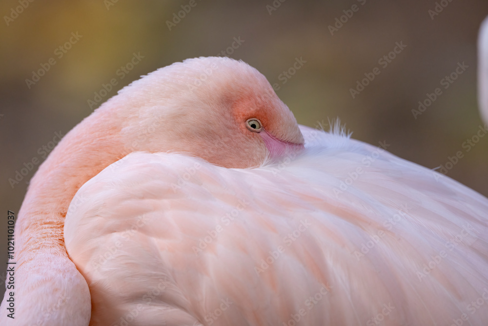 Fototapeta premium lovely pink flamingos at the zoo