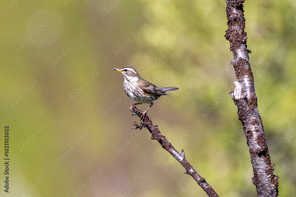 Fotografia redwing trush on a branch