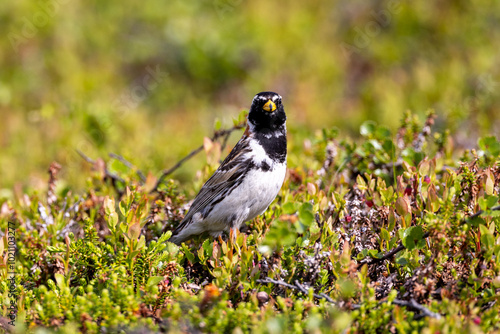 Lapland bunting on the ground photo