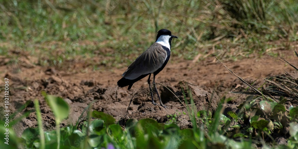 Long toed lapwing in the wetland of the white nile river in Uganda Long toed lapwing in the wetland of the white nile river in Uganda