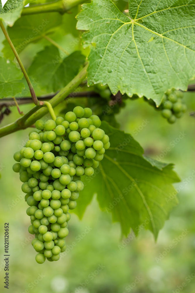 custom made wallpaper toronto digitalDetail grapes of the vine in the time before locking