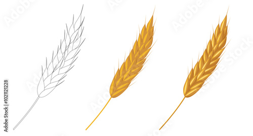 Cereal wheat, oat and barley ears spikelets. For design beer, bread, flour packaging. Symbols for healthy natural farming food, whole organic spikelets elements on white