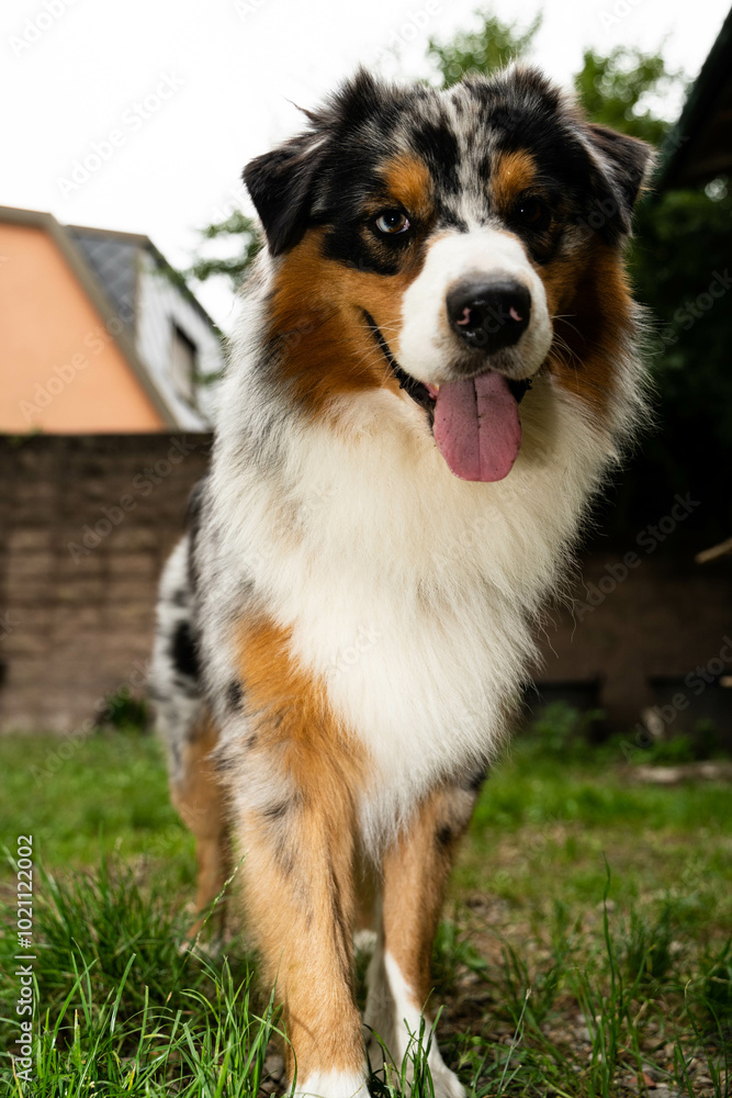 cane di razza pastore australiano che gioca in giardino con la palla. cane pastore australiano che fa facce buffe cane di razza pastore australiano che gioca in giardino con la palla. cane pastore australiano che fa facce buffe