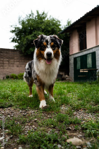 cane di razza pastore australiano che gioca in giardino con la palla. cane pastore australiano che fa facce buffe 