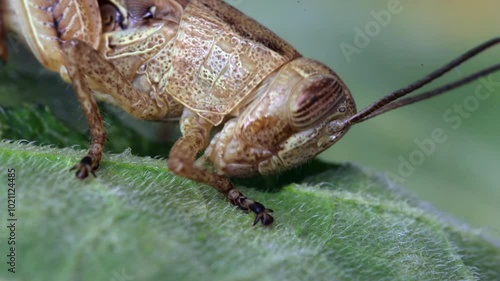 grasshopper eats grass sitting on a leaf close-up