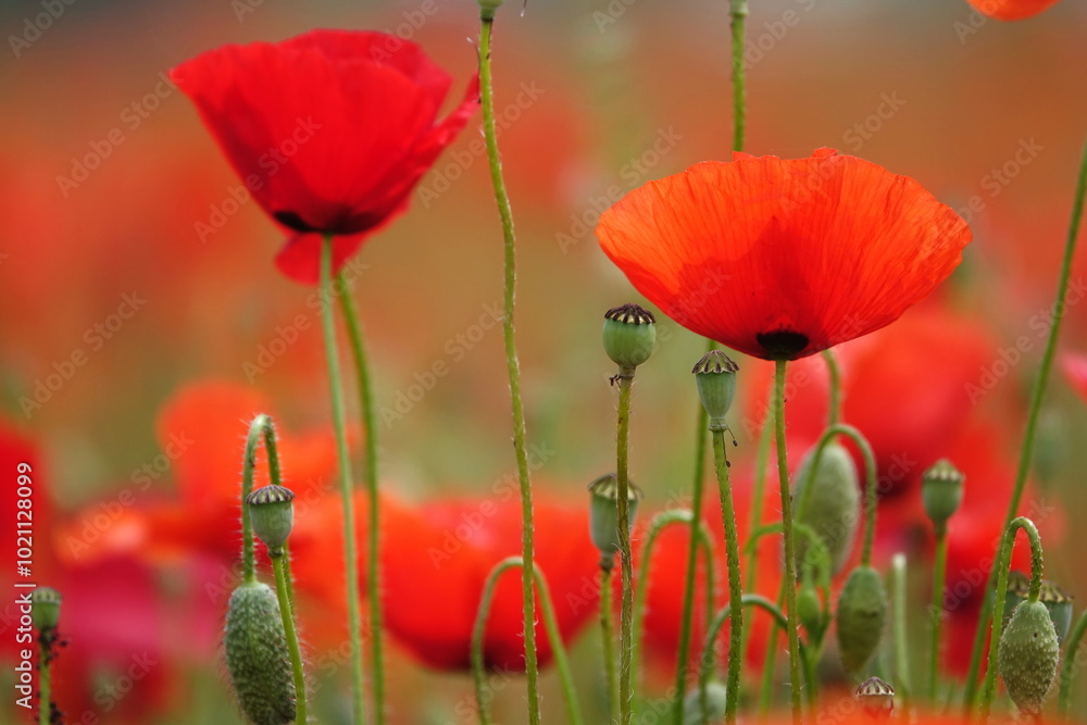 Obraz premium Klatschmohn