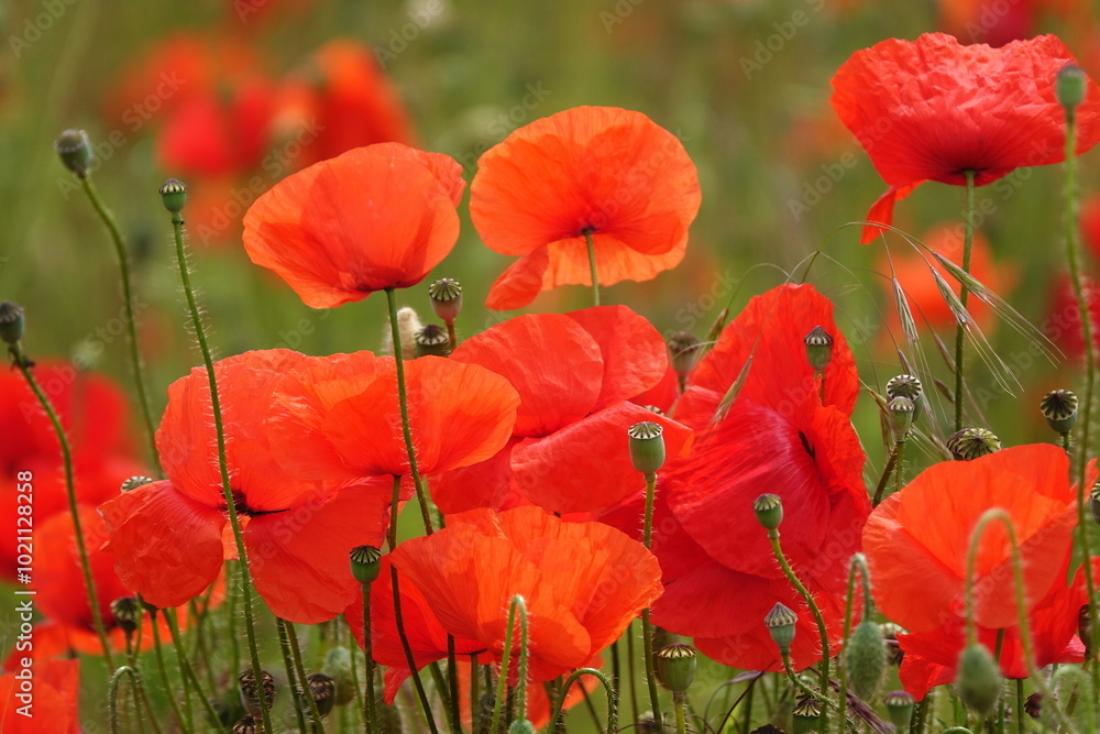 Obraz premium Klatschmohn