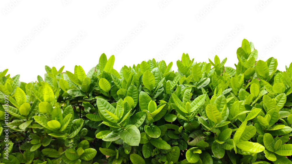Obraz premium Bush or shrub wall isolated on white background with clipping path for graphic design.