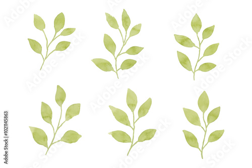 Assortment of watercolor leaves illustration set - green leaf branches collection for wedding, greetings, stationary, wallpapers, fashion, background. olive, green leaves, Eucalyptus etc