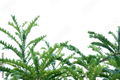 In selective focus a Tropical plant with leaves branches on white isolated background for green foliage backdrop  photo